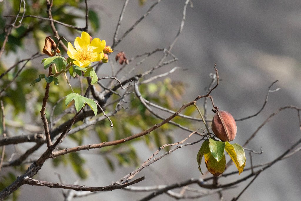 Cochlospermum angolense
