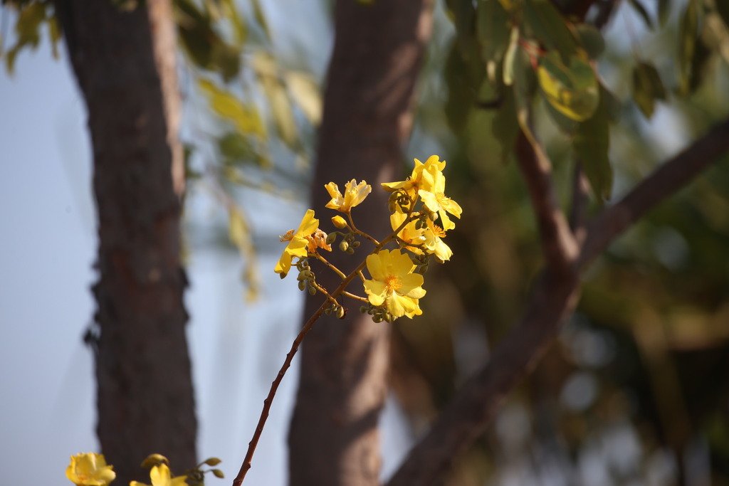 Cochlospermum fraseri