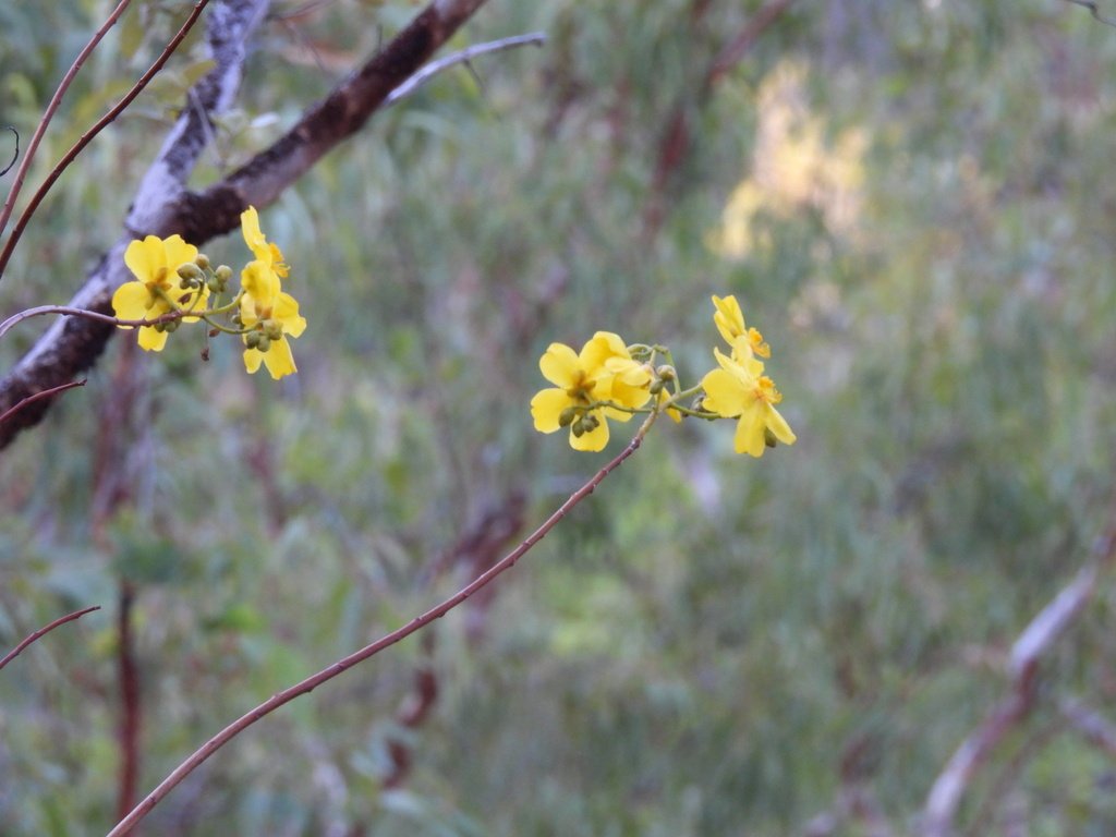 Cochlospermum fraseri photograph 3