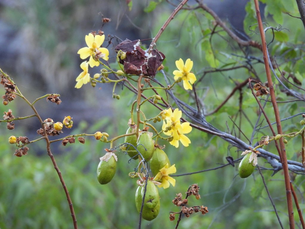 Cochlospermum fraseri photograph 2
