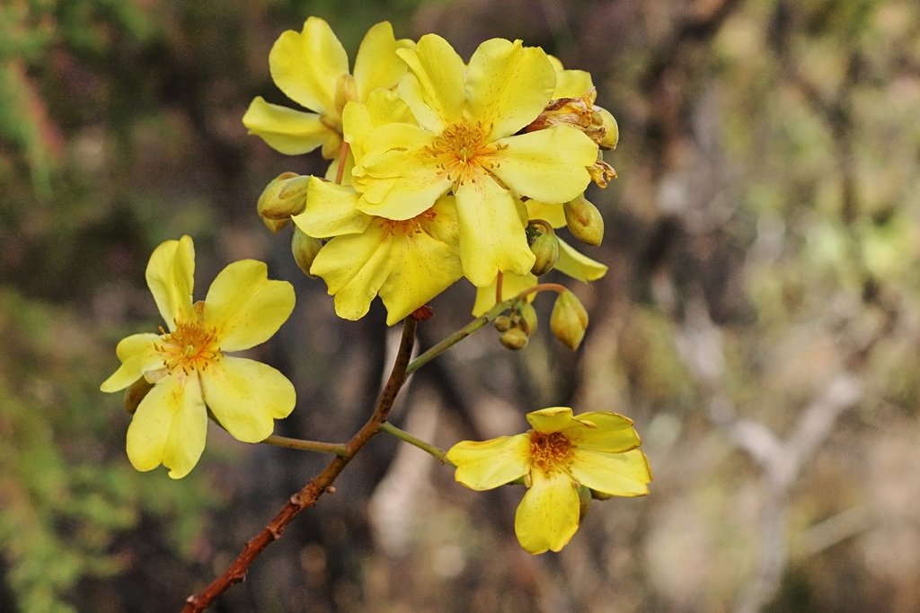 Cochlospermum fraseri photograph 5