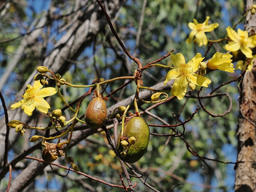 Cochlospermum fraseri photograph 4