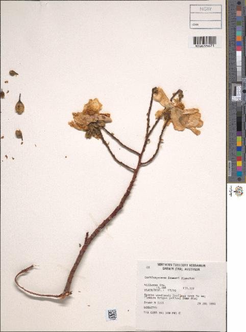Cochlospermum fraseri subsp. fraseri photograph 2
