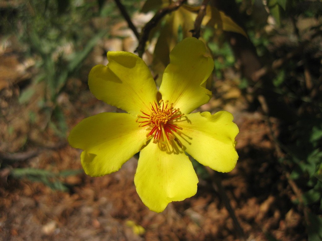 Cochlospermum fraseri subsp. fraseri