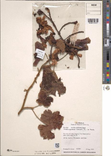 Cochlospermum fraseri subsp. fraseri photograph 5