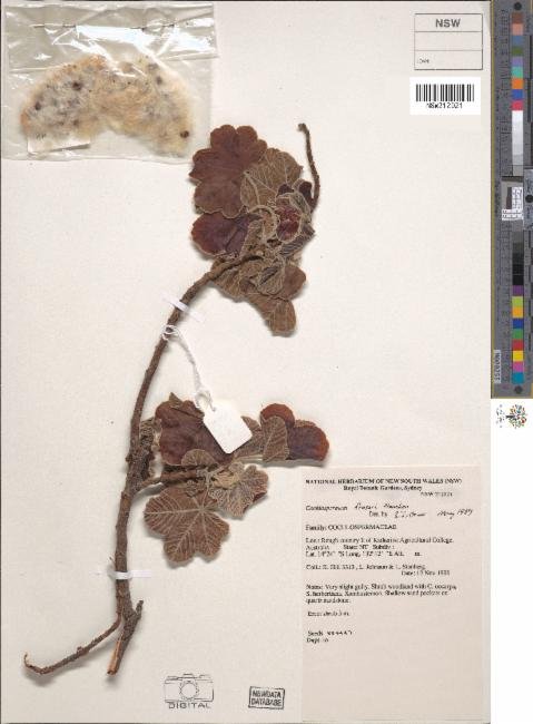 Cochlospermum fraseri subsp. fraseri photograph 4