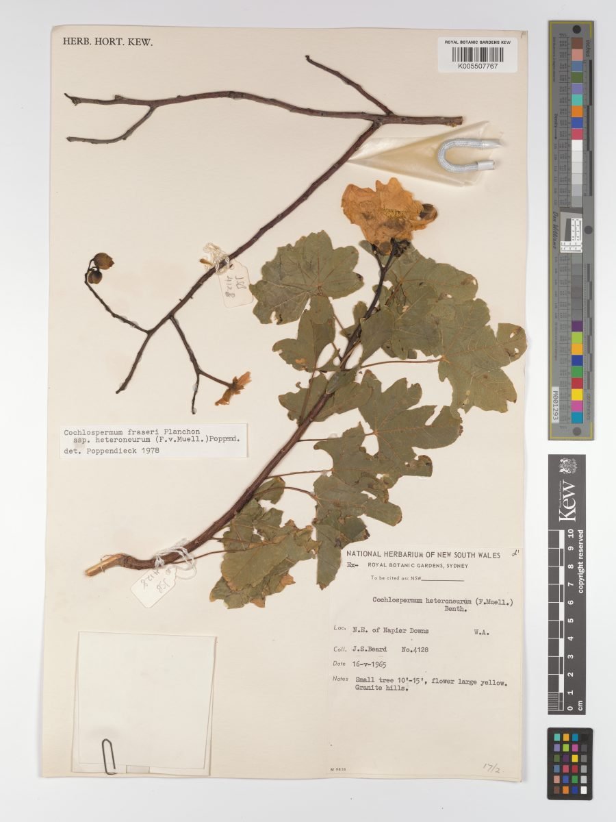 Cochlospermum fraseri subsp. heteroneurum photograph 3