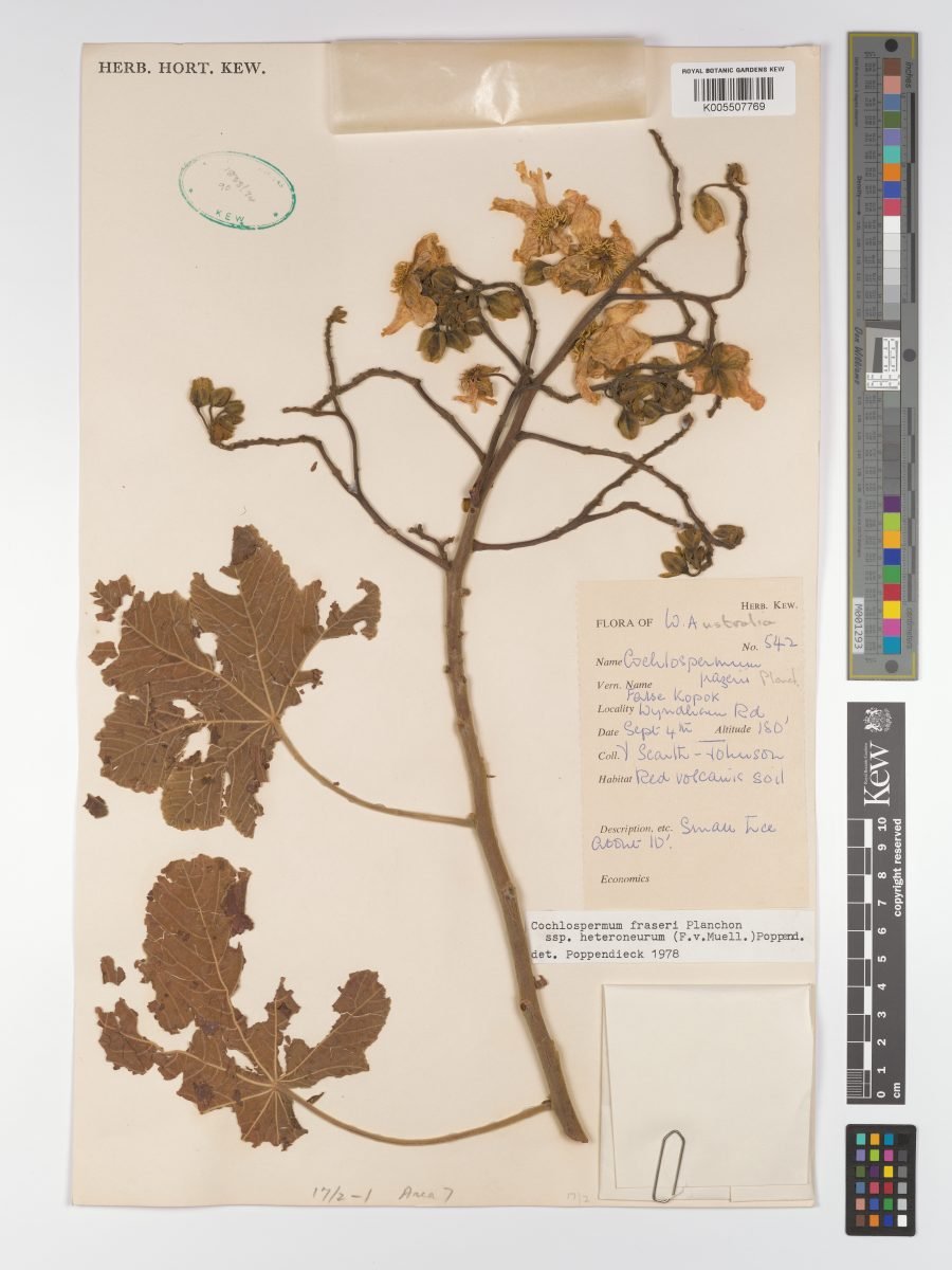 Cochlospermum fraseri subsp. heteroneurum photograph 6