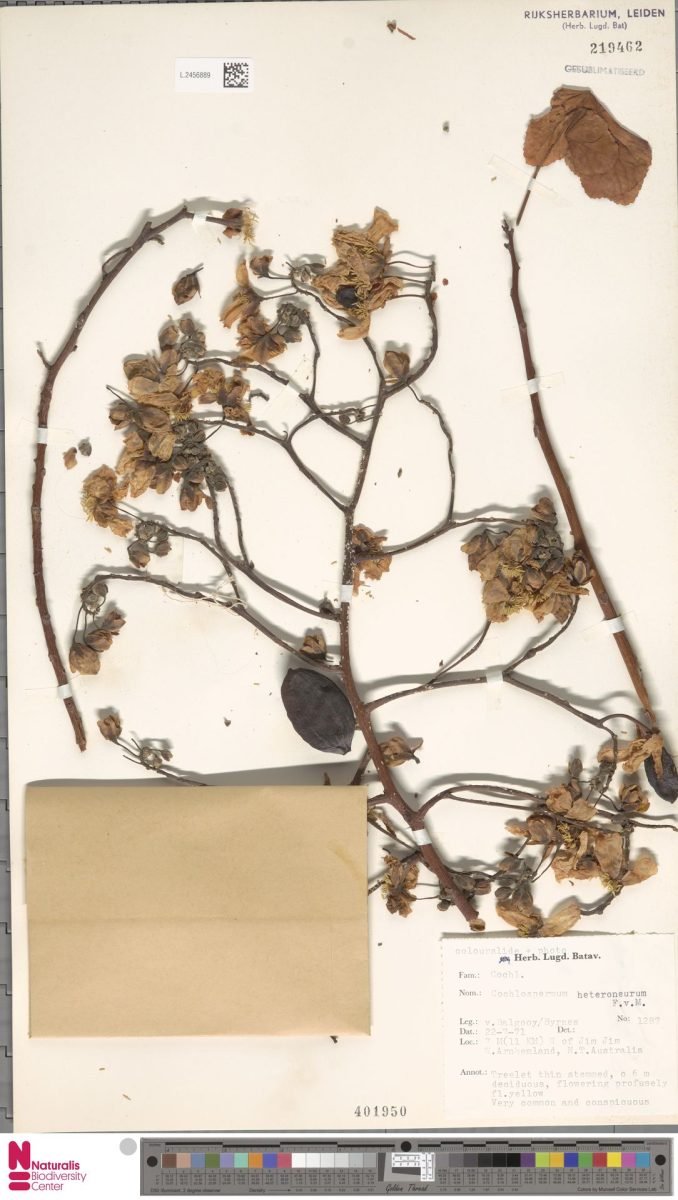 Cochlospermum fraseri subsp. heteroneurum