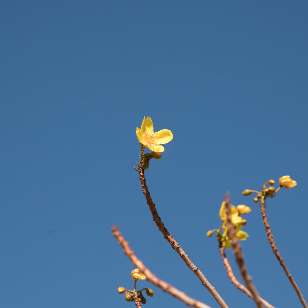Cochlospermum gillivraei subsp. gregorii