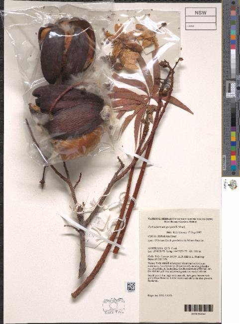 Cochlospermum gillivraei subsp. gregorii photograph 5