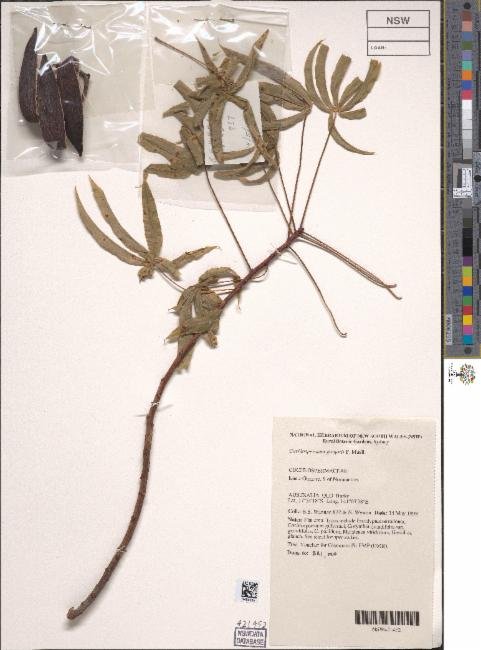 Cochlospermum gillivraei subsp. gregorii photograph 4