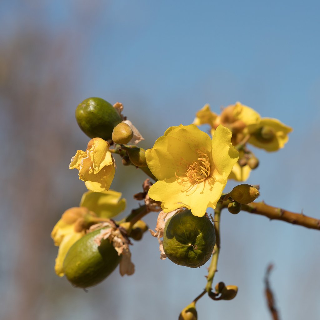 Cochlospermum gillivraei subsp. gregorii photograph 2