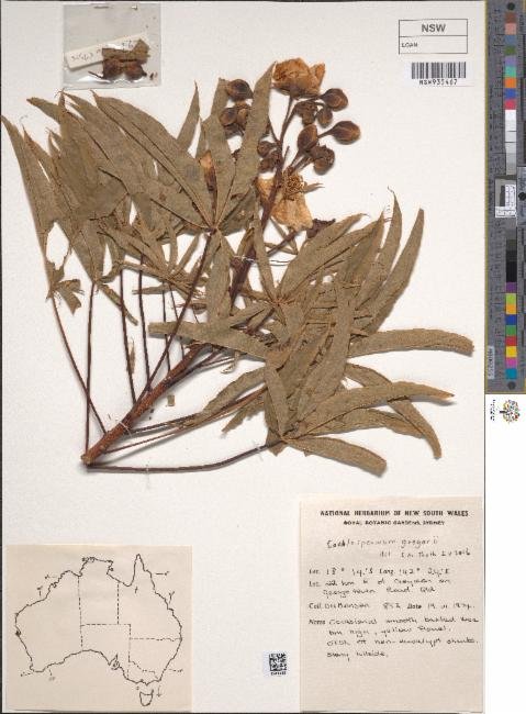 Cochlospermum gillivraei subsp. gregorii photograph 6