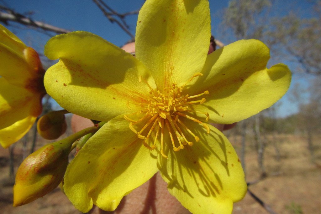 Cochlospermum gillivraei subsp. gregorii photograph 3
