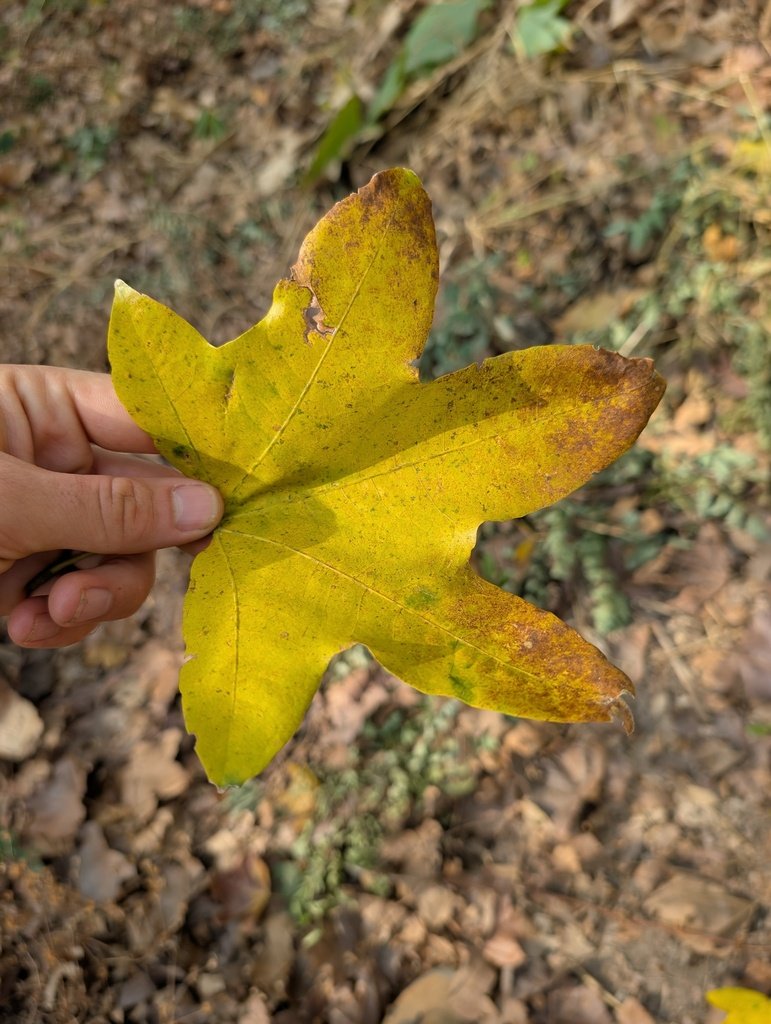 Cochlospermum planchonii photograph 3