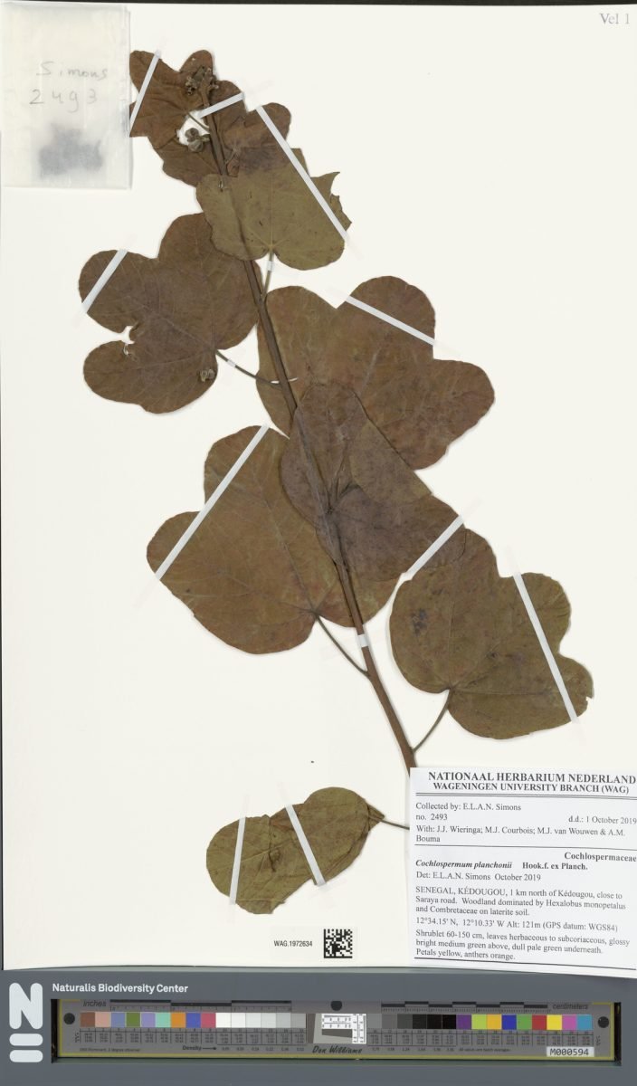 Cochlospermum planchonii photograph 6