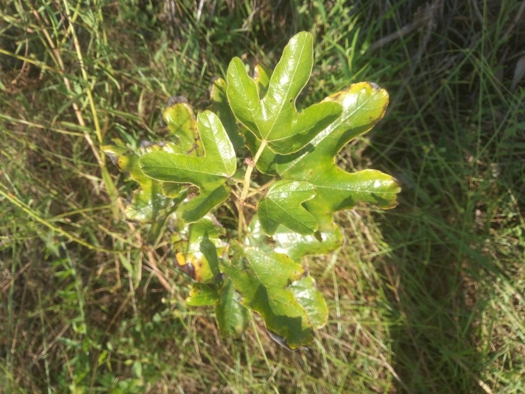Cochlospermum planchonii photograph 5