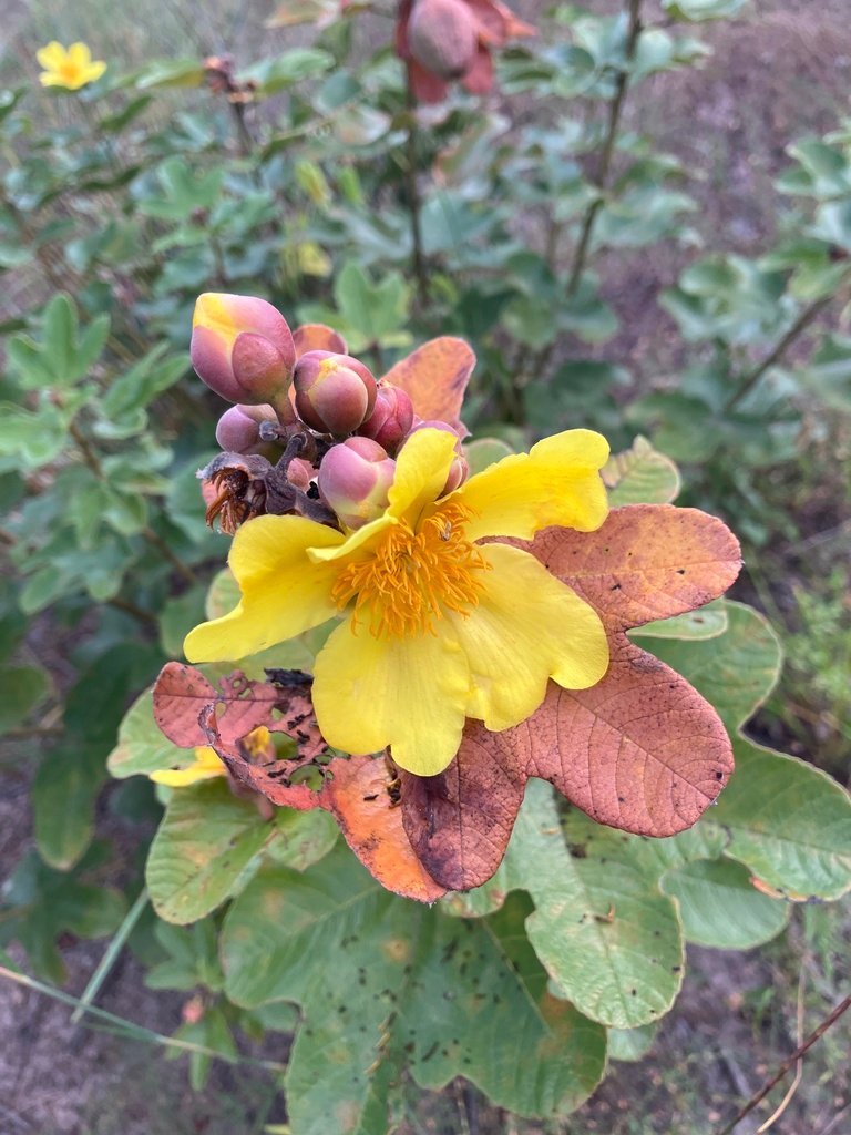 Cochlospermum planchonii photograph 4