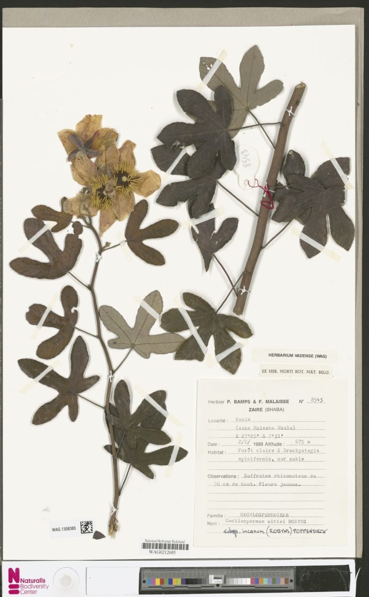 Cochlospermum wittei subsp. incanum photograph 4