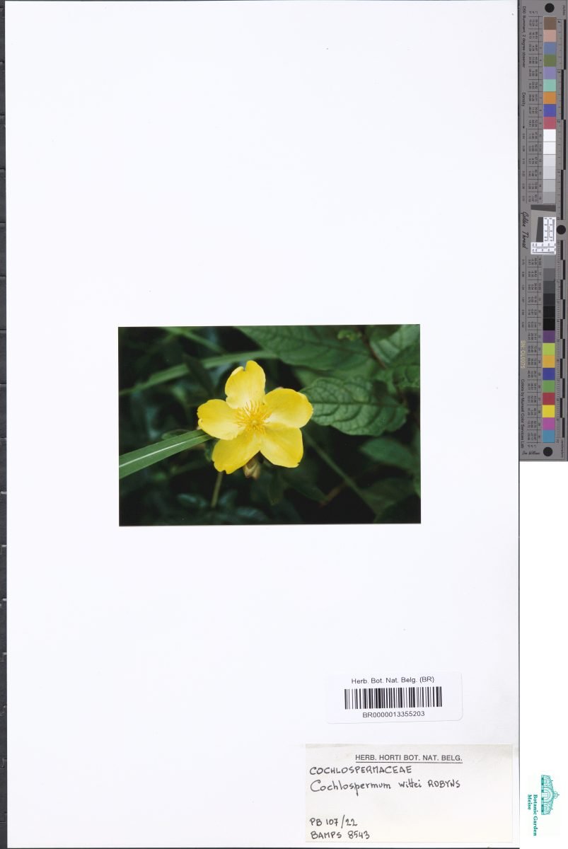 Cochlospermum wittei subsp. incanum