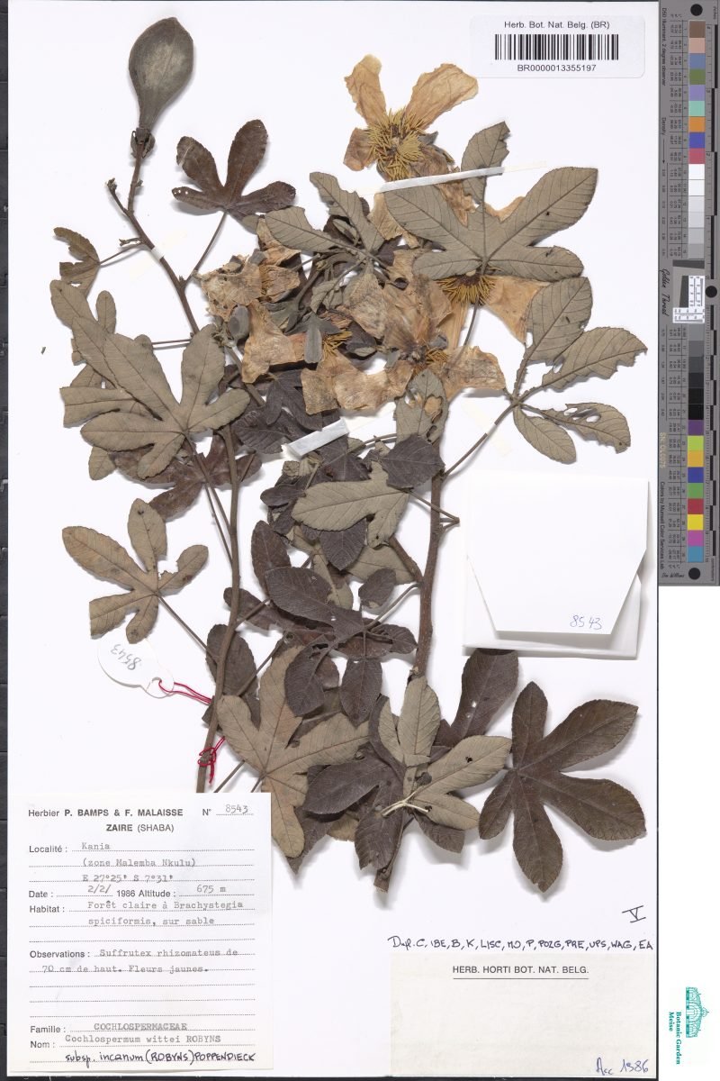 Cochlospermum wittei subsp. incanum photograph 2