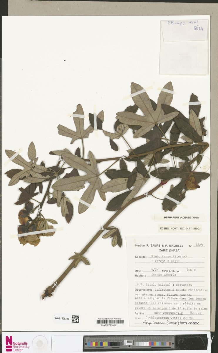 Cochlospermum wittei subsp. incanum photograph 3