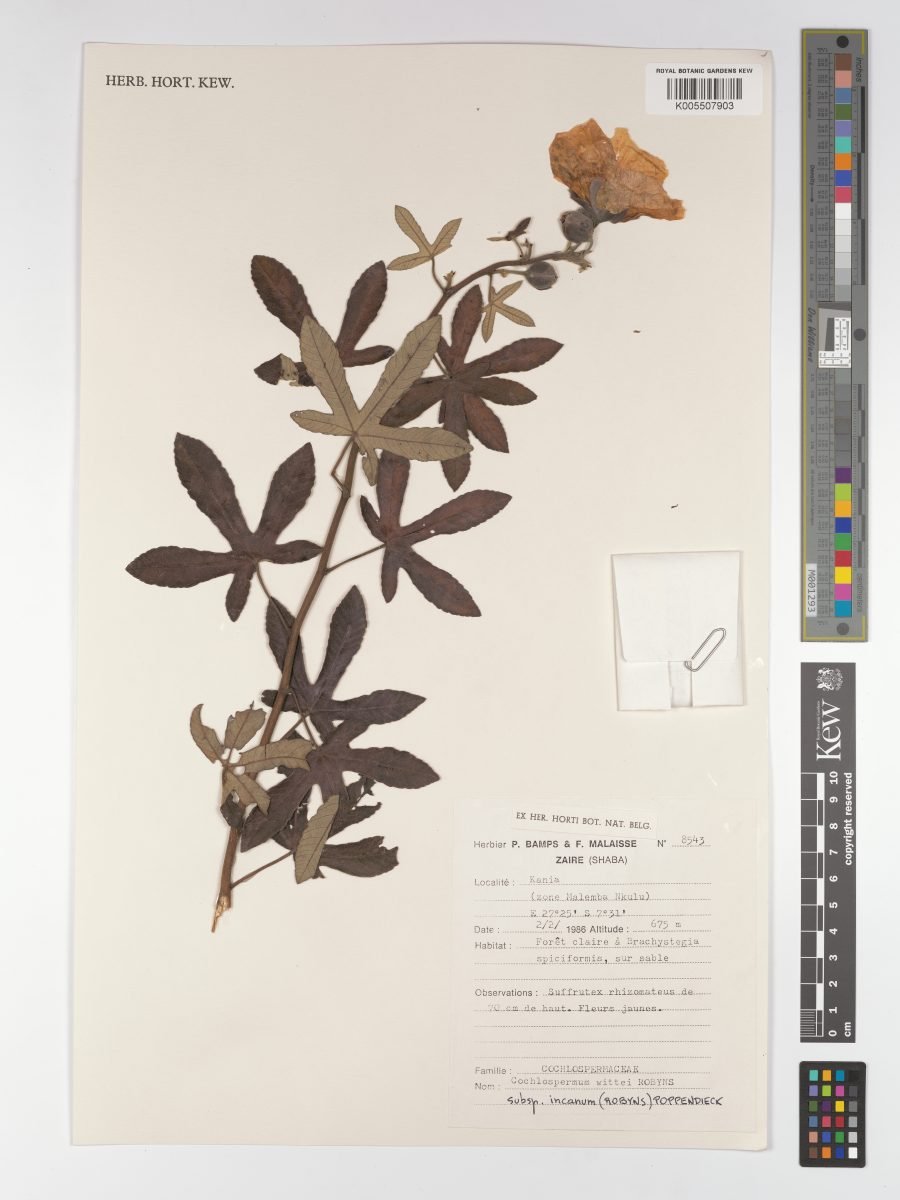 Cochlospermum wittei subsp. incanum photograph 5