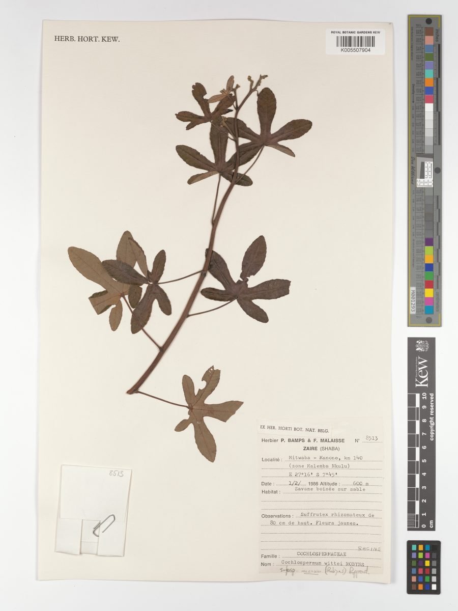 Cochlospermum wittei subsp. incanum photograph 6