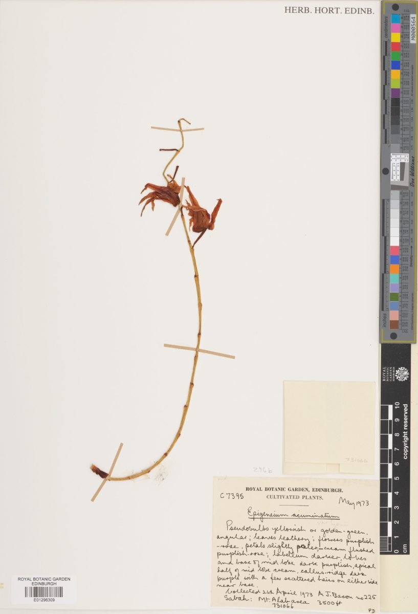 Dendrobium acutilingue photograph 6