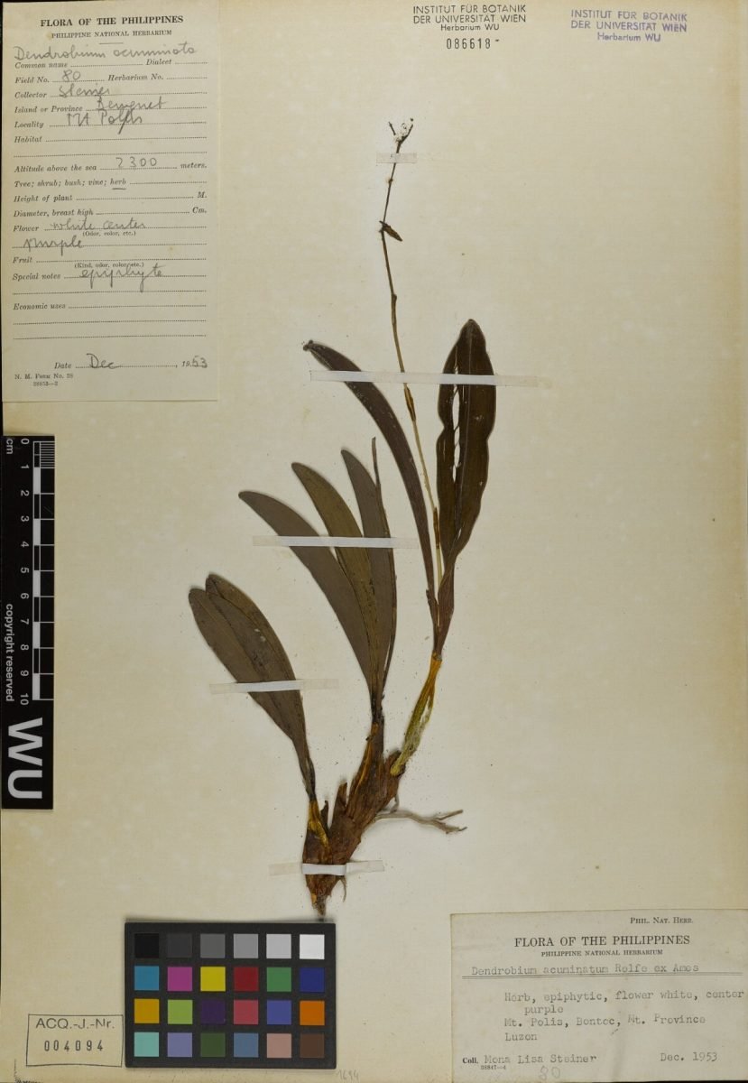 Dendrobium acutilingue photograph 2