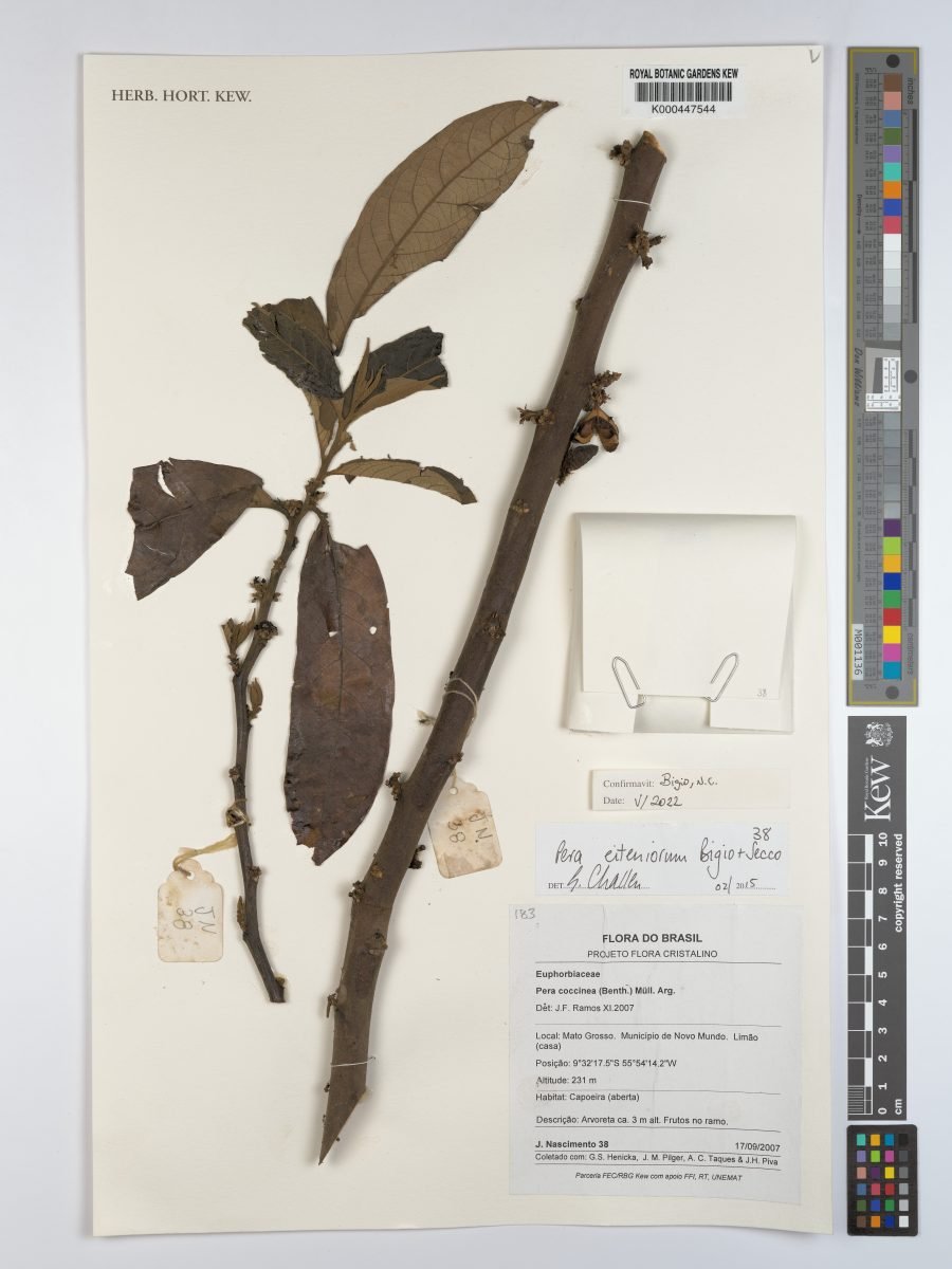 Pera eiteniorum photograph 4