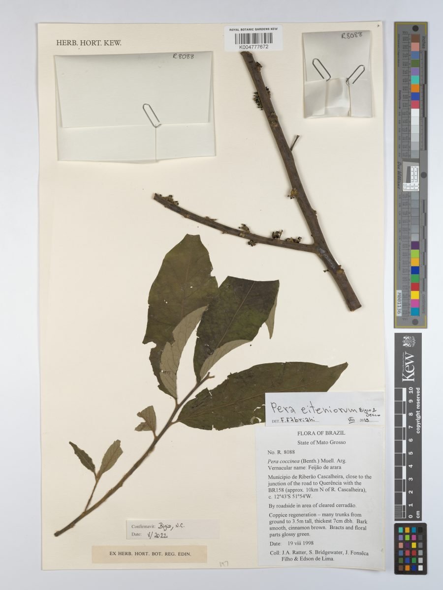 Pera eiteniorum photograph 6