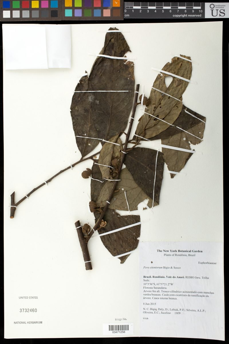 Pera eiteniorum photograph 2