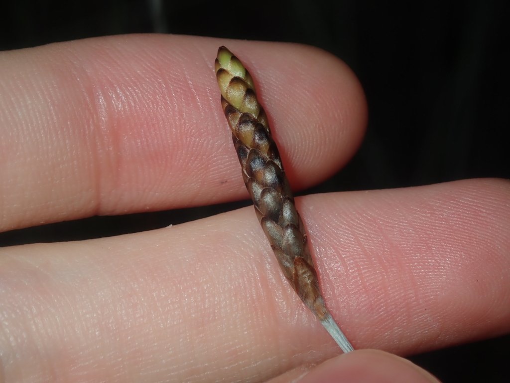 Ecdeiocolea rigens