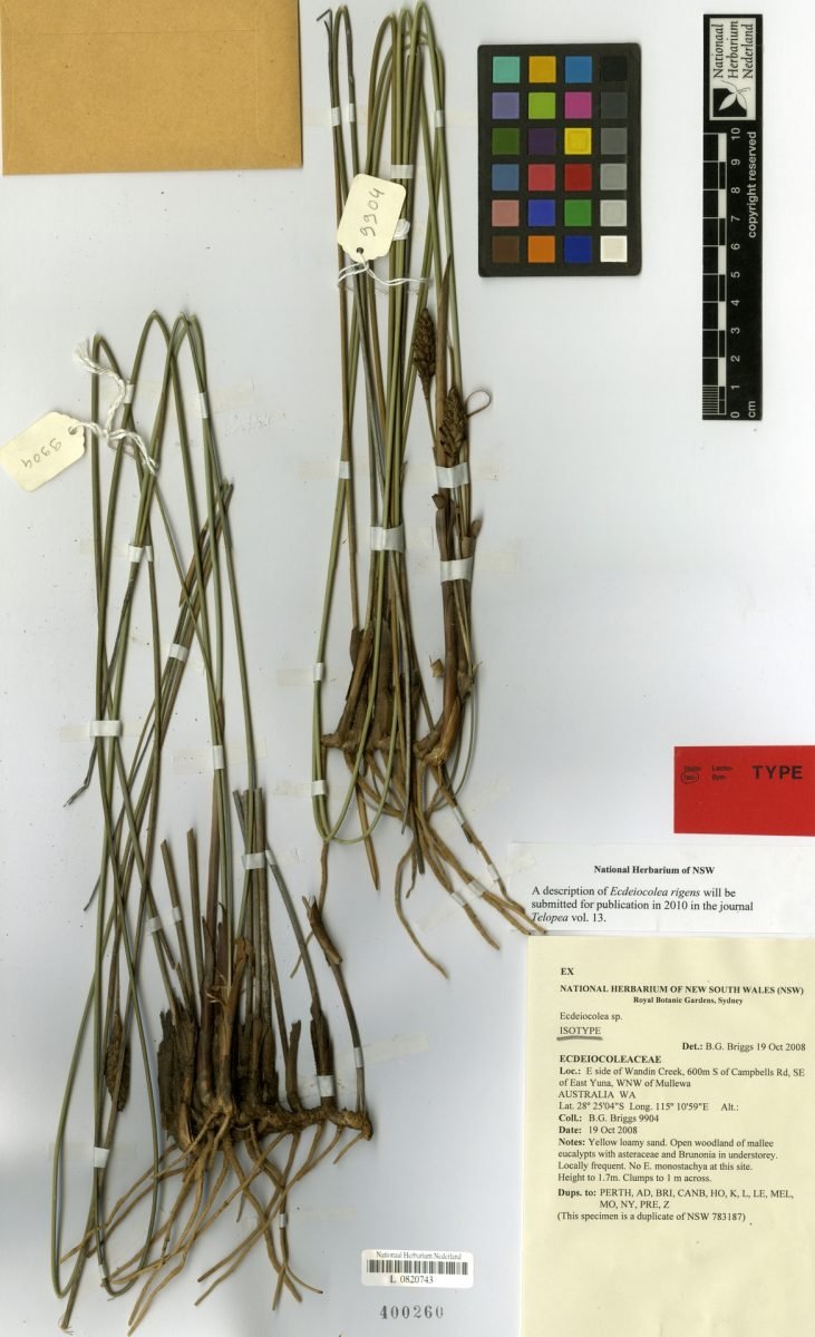 Ecdeiocolea rigens photograph 6