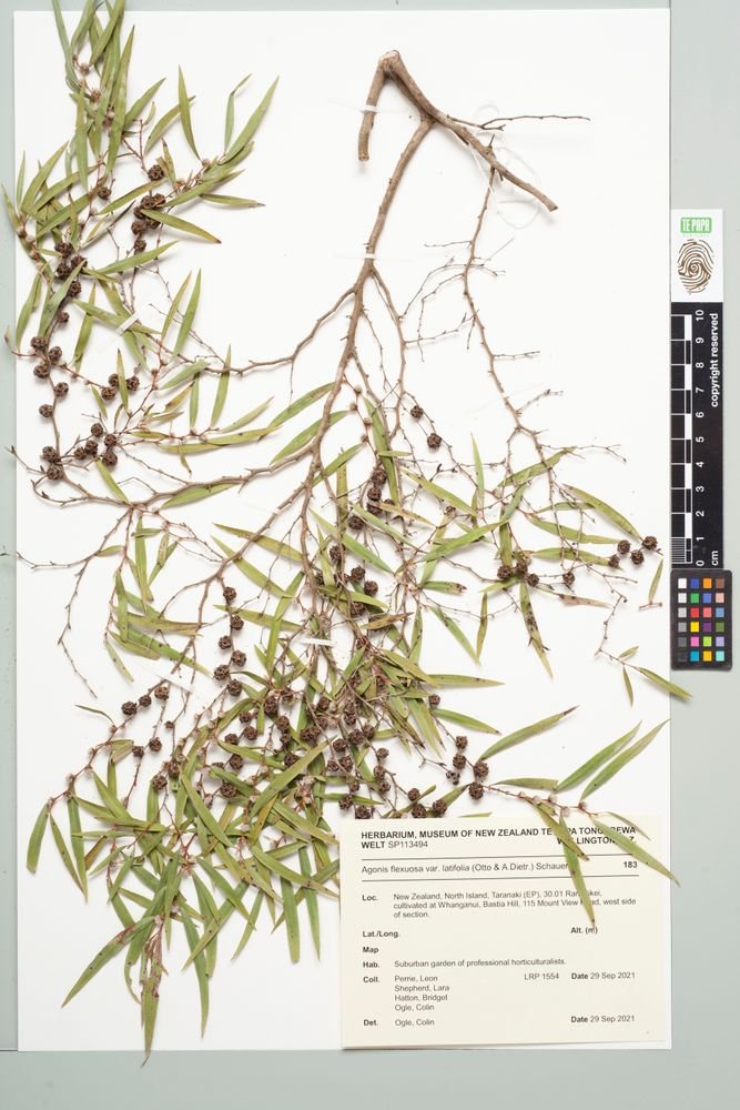Agonis flexuosa var. latifolia photograph 5