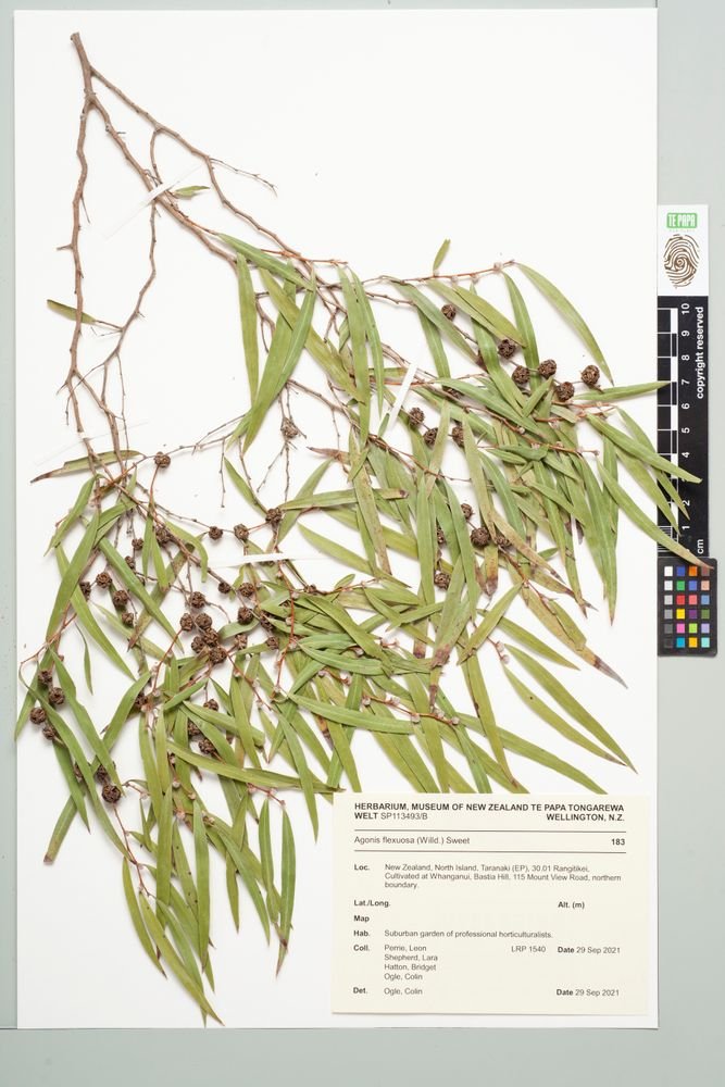 Agonis flexuosa var. latifolia photograph 3