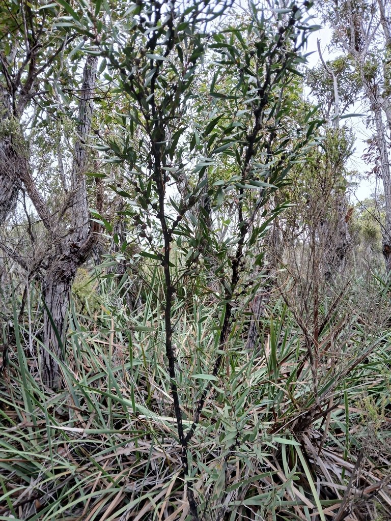 Agonis flexuosa var. latifolia photograph 2