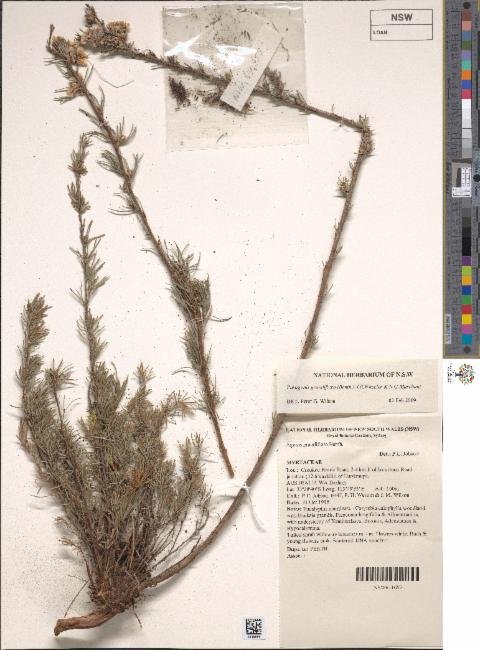Agonis grandiflora photograph 4