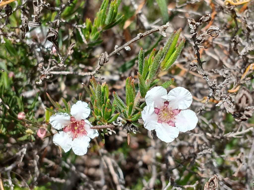Agonis grandiflora