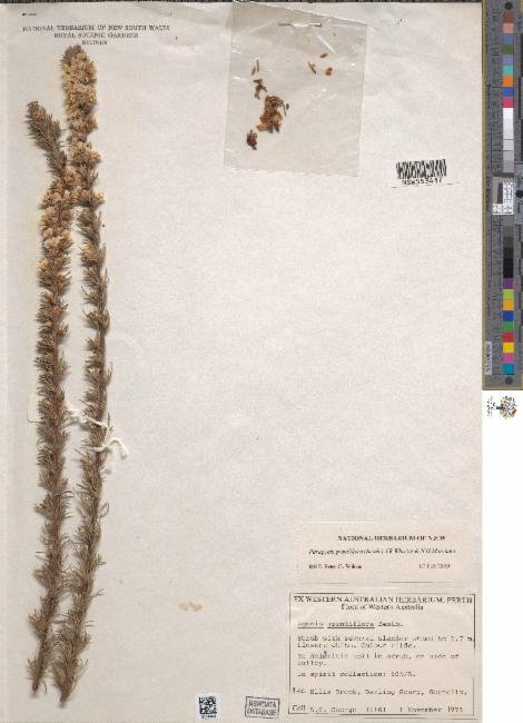 Agonis grandiflora photograph 6