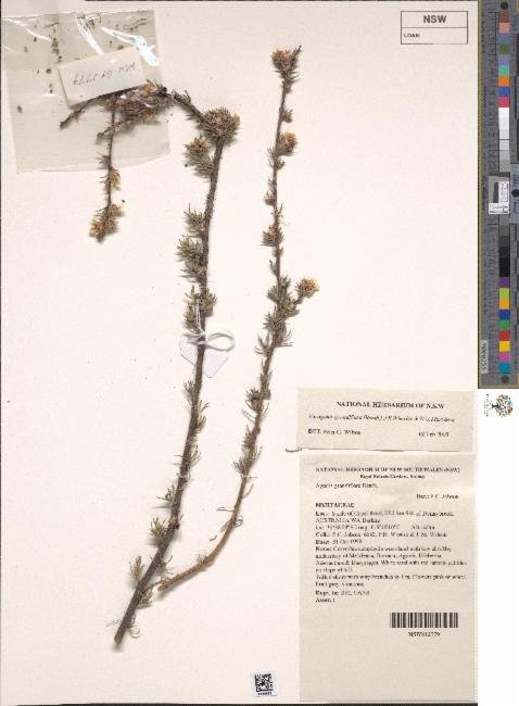 Agonis grandiflora photograph 3