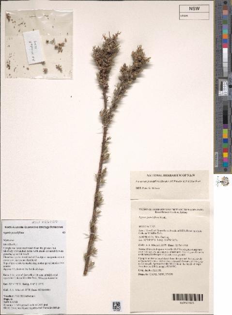 Agonis grandiflora photograph 2
