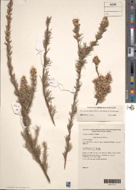 Agonis grandiflora photograph 5
