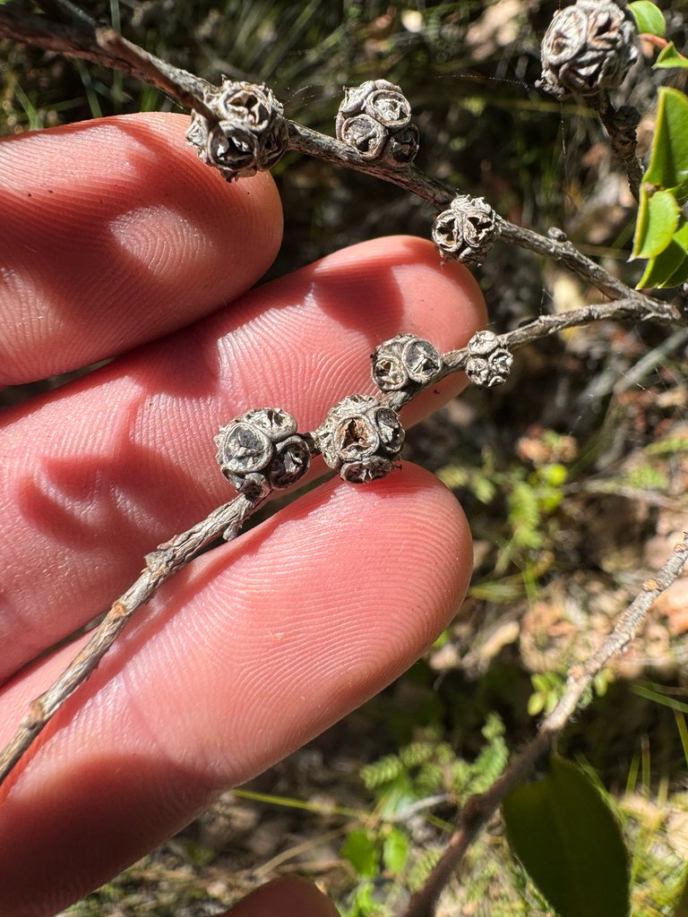 Agonis theiformis
