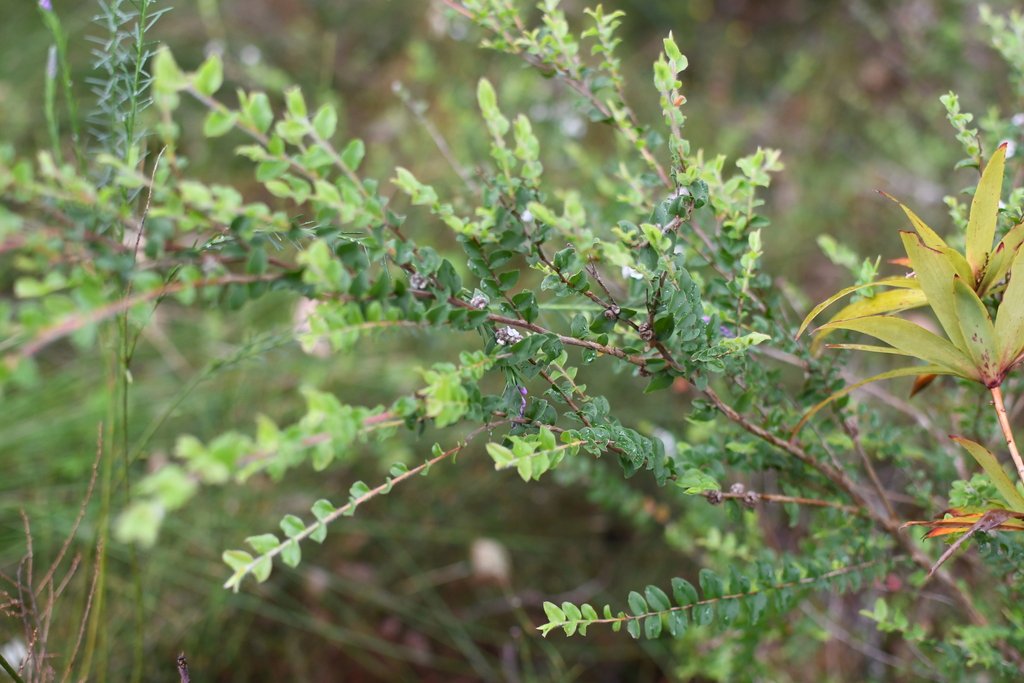 Agonis theiformis photograph 4