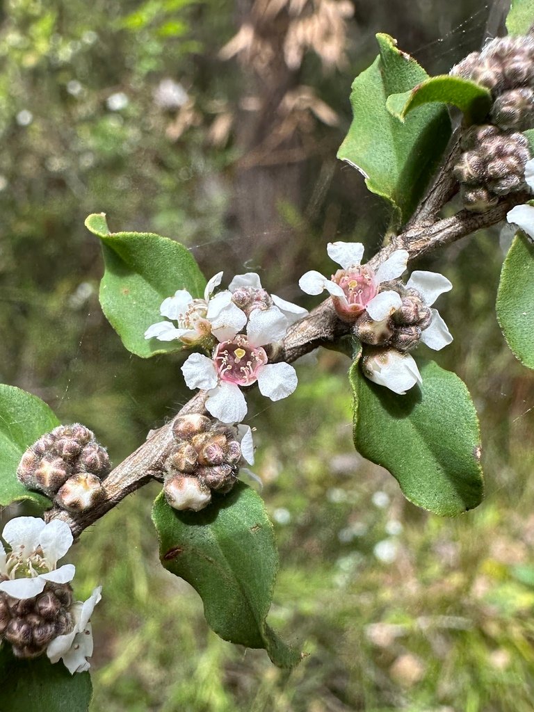 Agonis theiformis photograph 5