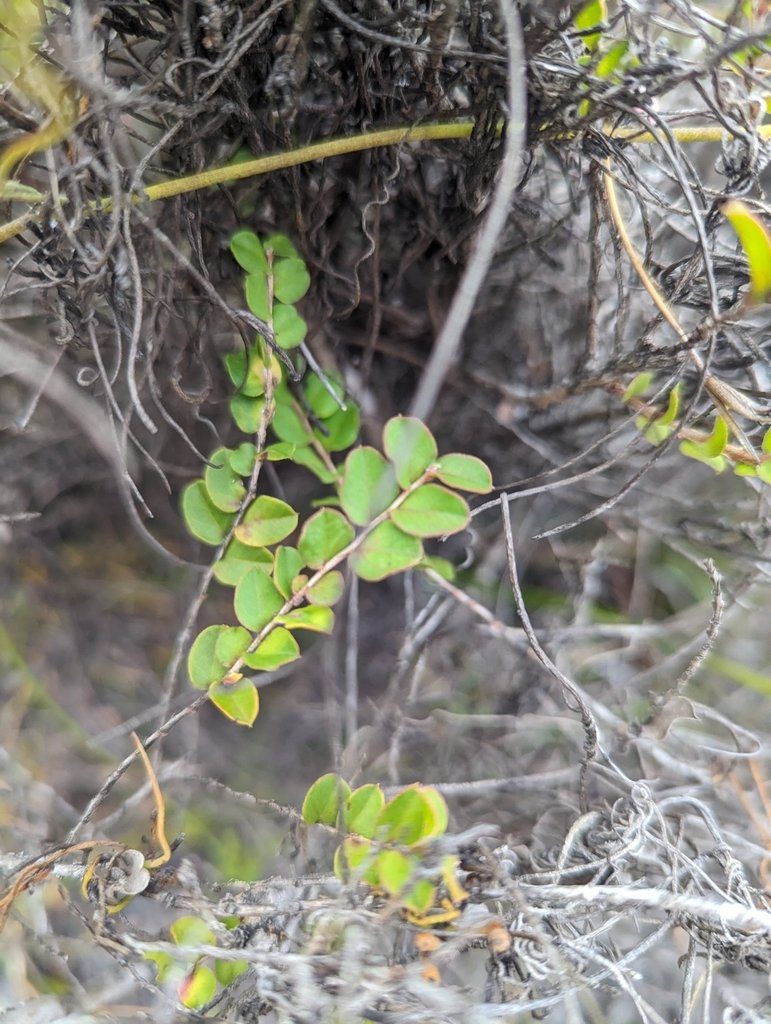Agonis theiformis photograph 3
