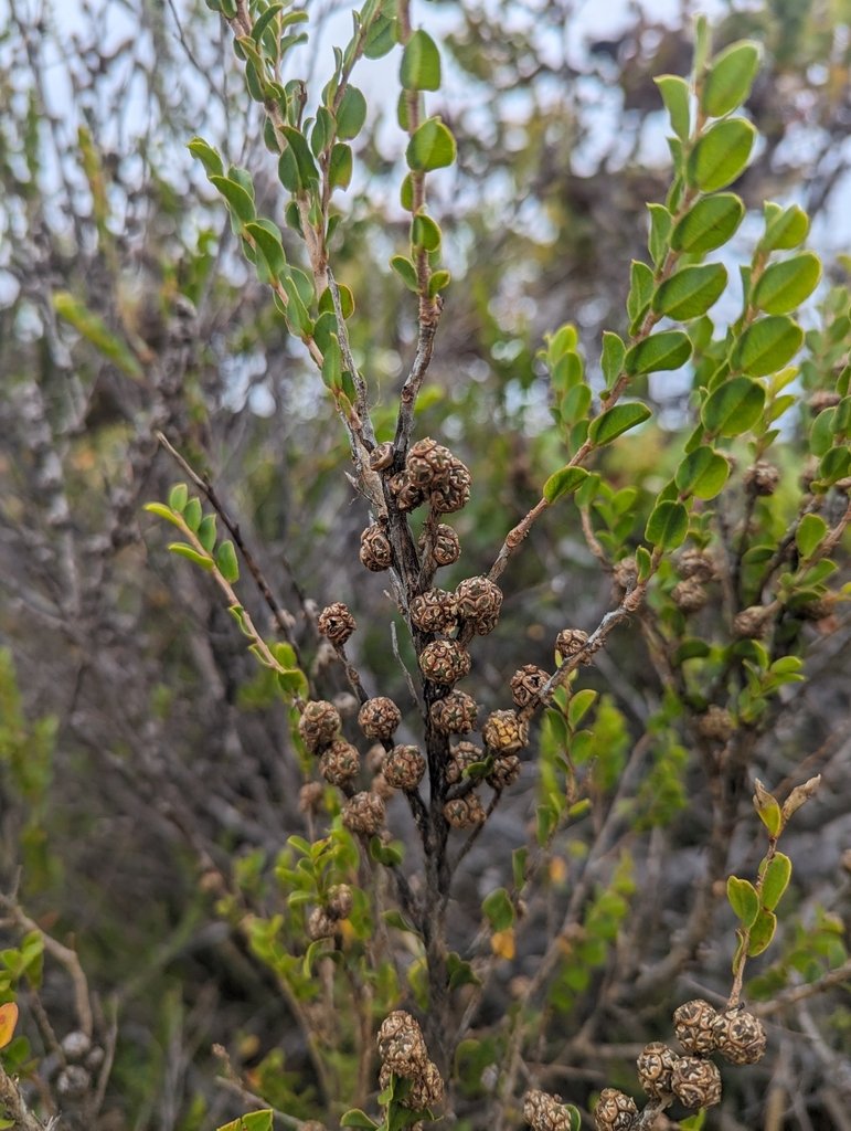 Agonis theiformis photograph 2